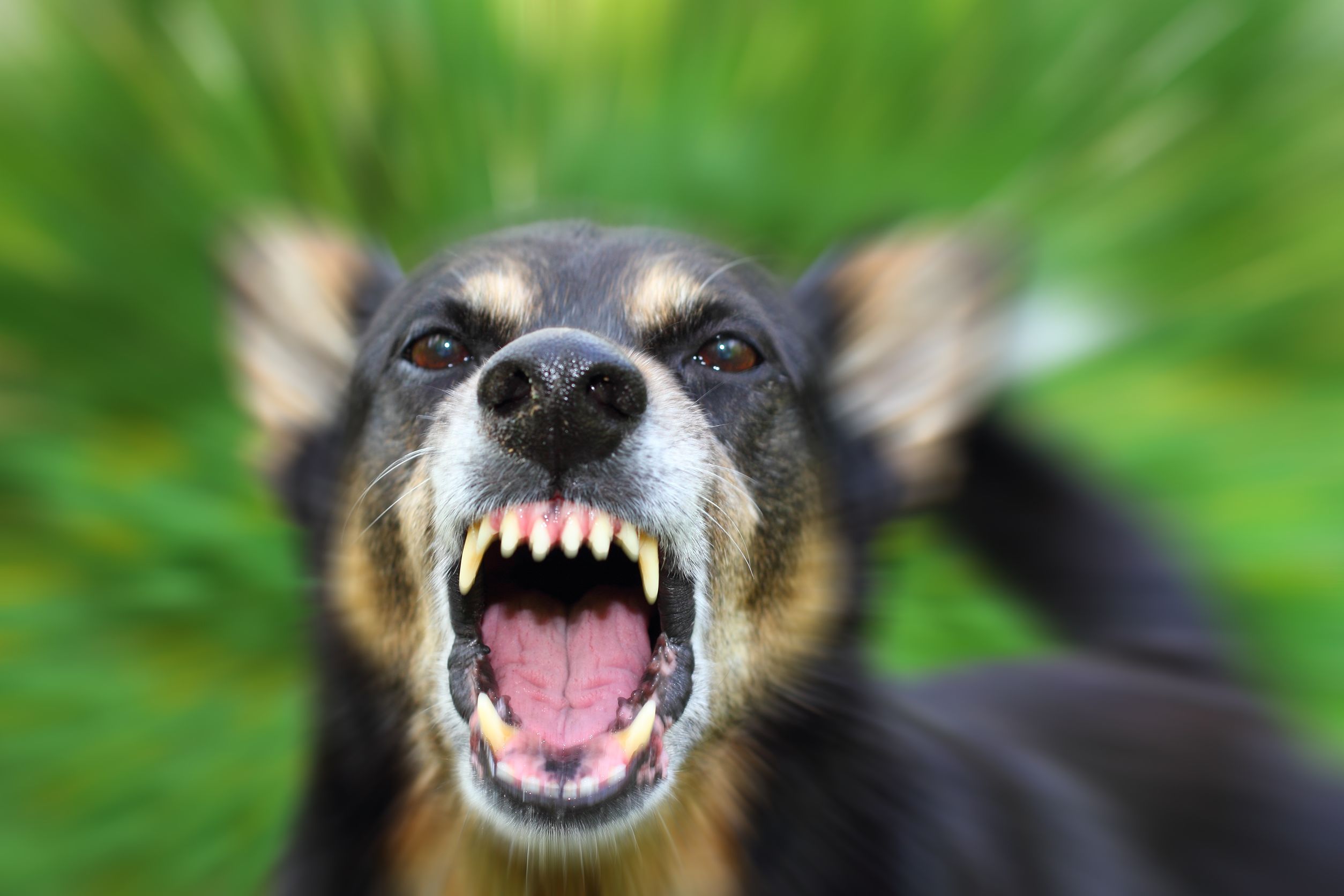 can you get in trouble if your dog bites someone